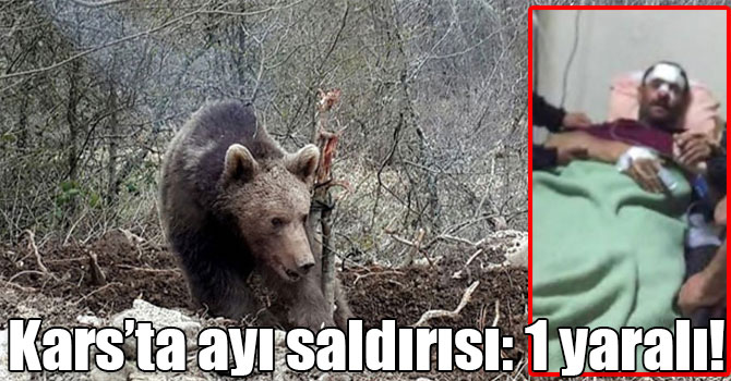 Kars’ta ayı saldırısı: 1 yaralı!