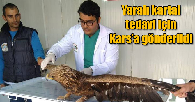 Yaralı kartal tedavi için Kars’a gönderildi