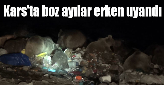 Kars'ta boz ayılar kış uykusundan erken uyandı