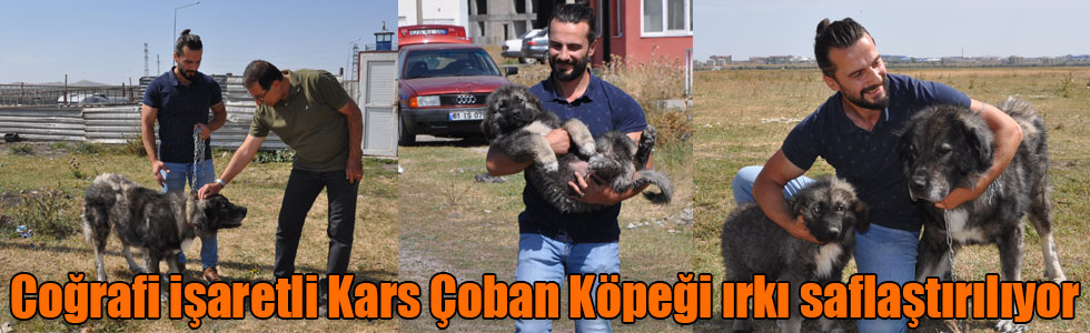 Coğrafi işaretli Kars Çoban Köpeği ırkı saflaştırılıyor