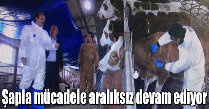 Kars'ta Şapla mücadele aralıksız devam ediyor