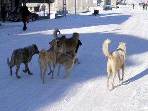 Kars'ta Başı Boş Köpek Sıkıntısı