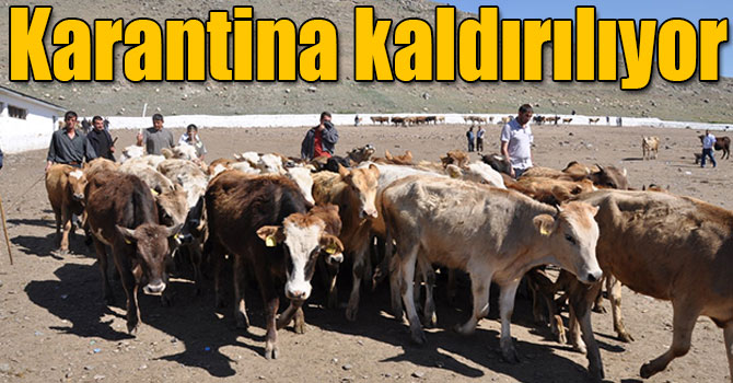 Kars’ta şap karantinası yarın kaldırılıyor