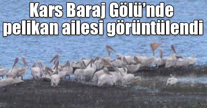 Kars Baraj Gölü’nde pelikan ailesi görüntülendi