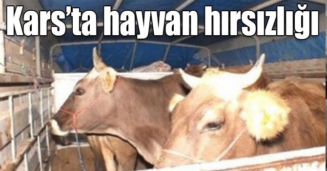 Kars’ta hayvan hırsızlığı