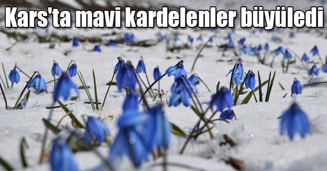 Kars'ta mavi kardelenler büyüledi