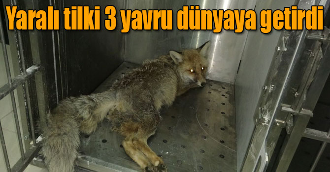 Kars'ta aracın çarpması sonucu yaralanan hamile tilki 3 yavru dünyaya getirdi