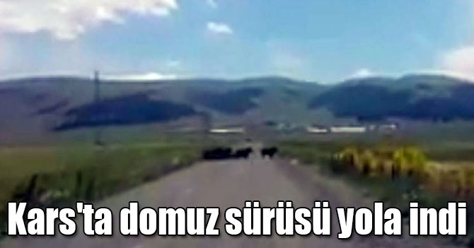 Kars'ta domuz sürüsü yola indi