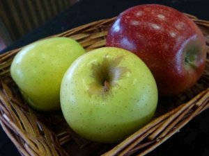 Sanayi kentinde yetiştirilen elmalar festivalde yarışacak