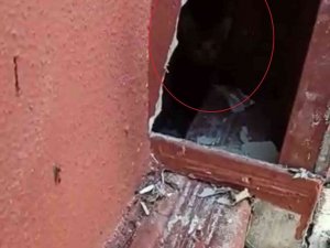 Sivas’ta baca oluğunda mahsur kalan yavru kediler itfaiye ekiplerince kurtarıldı