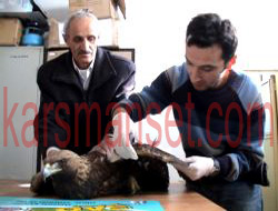 Yaralı Kartal Kars'a Geliyor