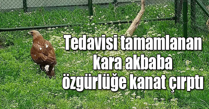 Tedavisi tamamlanan kara akbaba özgürlüğe kanat çırptı