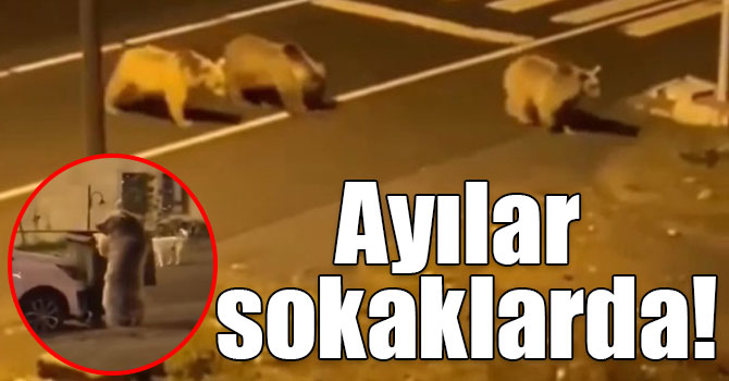 Sarıkamış’ta ayılar sokaklarda dolaşıyor
