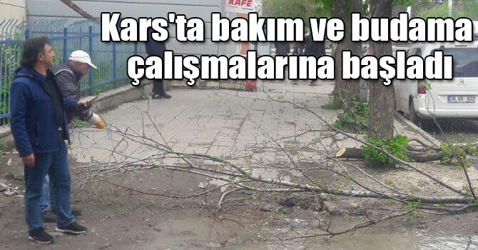 Kars'ta ağaçların bakım ve budama çalışmalarına başladı