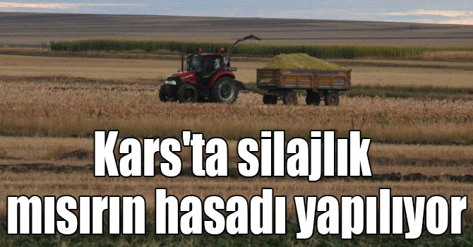 Kars'ta silajlık mısırın hasadı yapılıyor