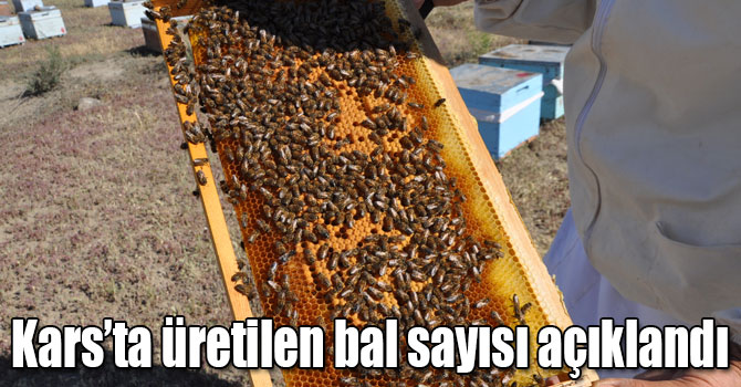 Müdür Düzgün: “Kars’ta 79 bin 873 kovanda, bin 277 ton bal üretiliyor”