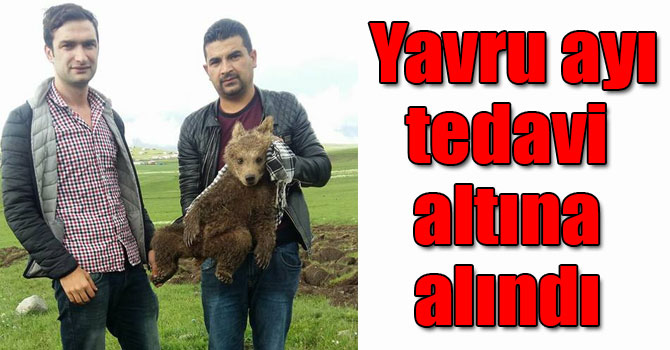 Kars’ta köpeklerin saldırdığı yavru ayı tedavi altına alındı