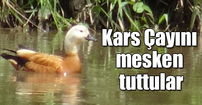 Angutlar Kars Çayını mesken tuttu