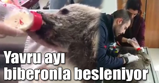 Kars’ta yavru ayı biberonla besleniyor