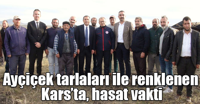 Ayçiçek tarlaları ile renklenen Kars’ta, hasat vakti