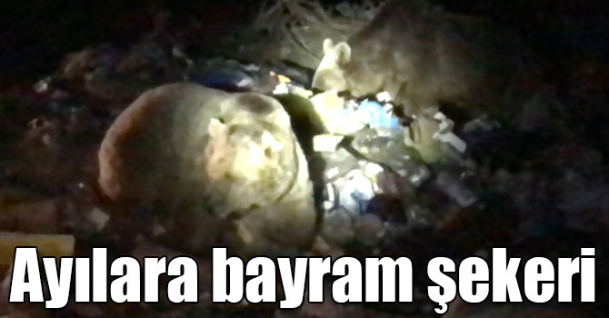 Sarıkamış'ta ayılara bayram şekeri