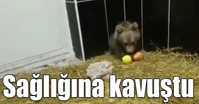 Kars’ta tedavi edilen yavru ayılar sağlığına kavuştu