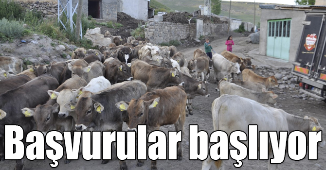 Kars'ta buzağı destek başvuruları 2 Temmuz’da başlıyor