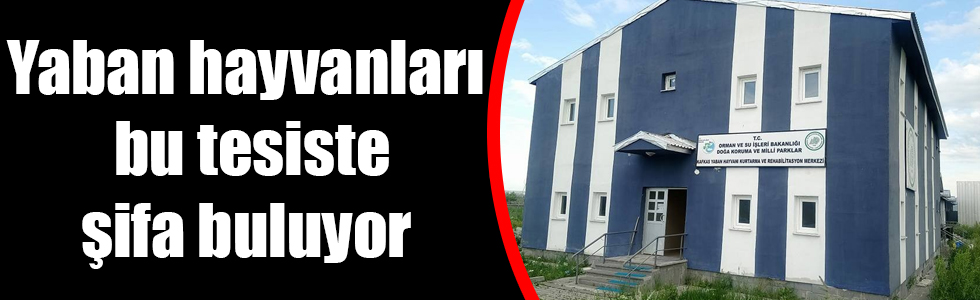 Yaban hayvanları Kars'ta şifa buluyor 