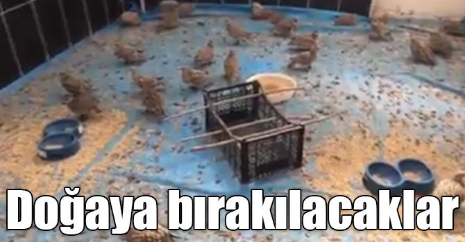 Kars’ta tedavileri tamamlanan keklikler doğaya bırakılacak 