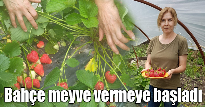 Kars’ta çilek bahçesi meyve vermeye başladı