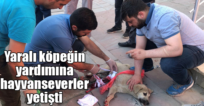 Yaralı köpeğin yardımına hayvanseverler yetişti