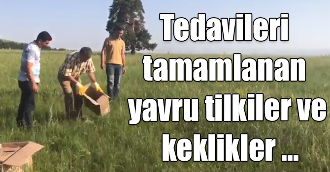 Kars'ta tedavileri tamamlanan yavru tilkiler ve keklikler doğaya bırakıldı