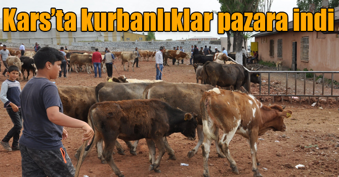 Kars’ta kurbanlıklar pazara indi 