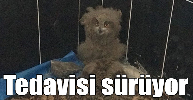 Kars’ta yavru puhuların tedavisi sürüyor