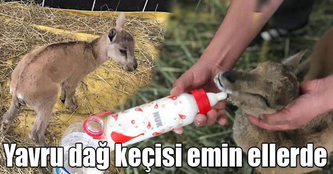 Yavru dağ keçisi emin ellerde