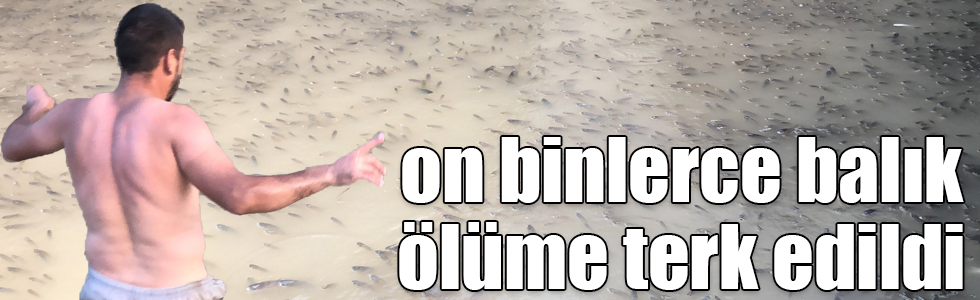 Kars Barajı kapakları kapatılınca on binlerce balık ölüme terk edildi