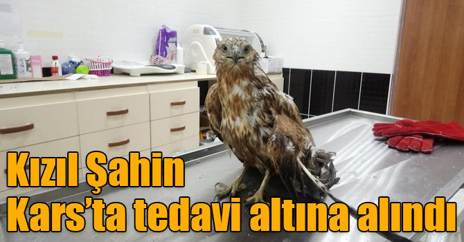 Kızıl Şahin Kars’ta tedavi altına alındı