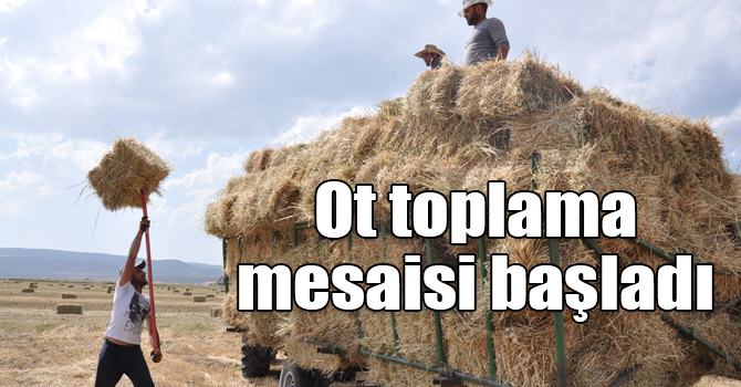 Kars’ta sıcak havada çiftçilerin ot toplama mesaisi