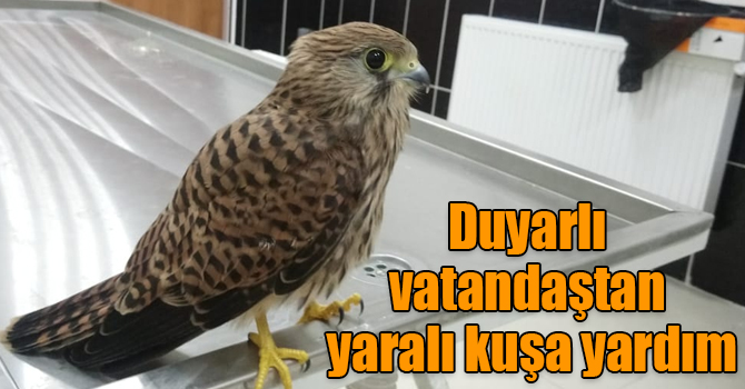 Kars’ta duyarlı vatandaştan yaralı kuşa yardım