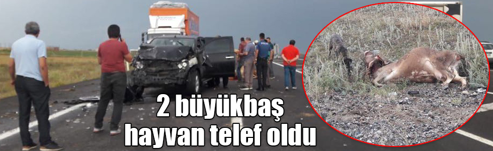 Pick-up büyükbaş hayvanlara çarptı, 2 büyükbaş hayvan telef oldu