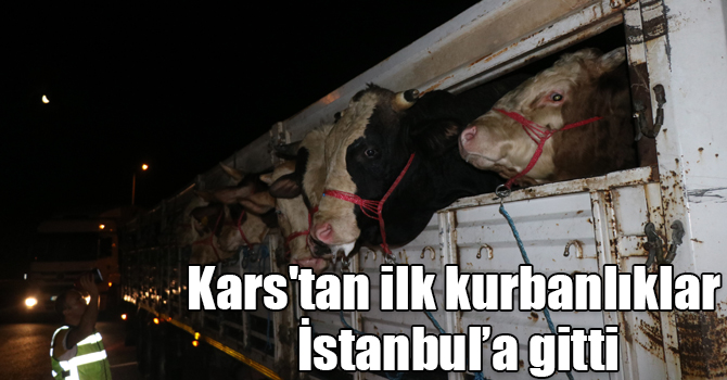 Kars'tan ilk kurbanlıklar İstanbul’a gitti