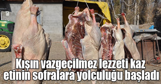 Kışın vazgeçilmez lezzeti kaz etinin sofralara yolculuğu başladı