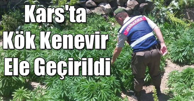 Kars’ta bin 986 adet kenevir ele geçirildi 