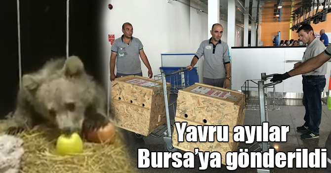 Kars'ta tedavileri tamamlanan yavru ayılar uçakla Bursa’ya gönderildi