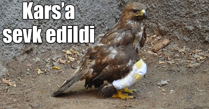 Yaralı tavşancıl kuşu, Kars rehabilitasyon merkezine sevk edildi