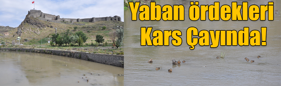 Yaban ördekleri Kars Çayında!