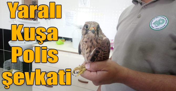 Yaralı Kerkenez Kuşu Kars Polisi tarafından koruma altına alındı