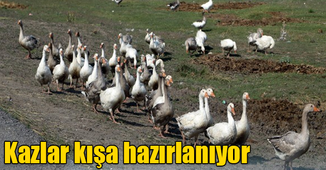 Kars kazları kışa hazırlanıyor
