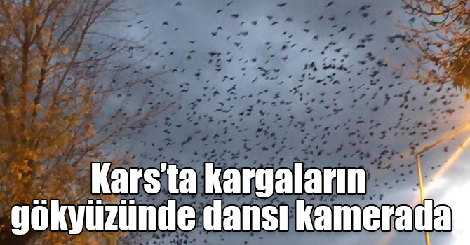 Kars’ta kargaların gökyüzünde dansı kamerada