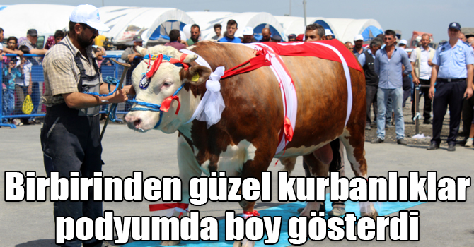 Birbirinden güzel kurbanlıklar podyumda boy gösterdi